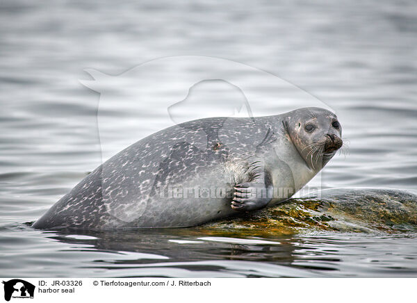 harbor seal / JR-03326