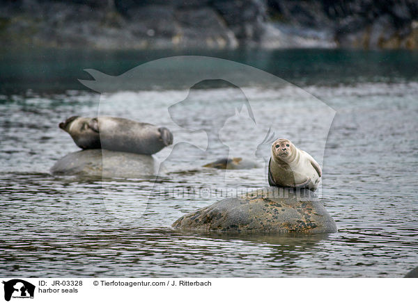 harbor seals / JR-03328