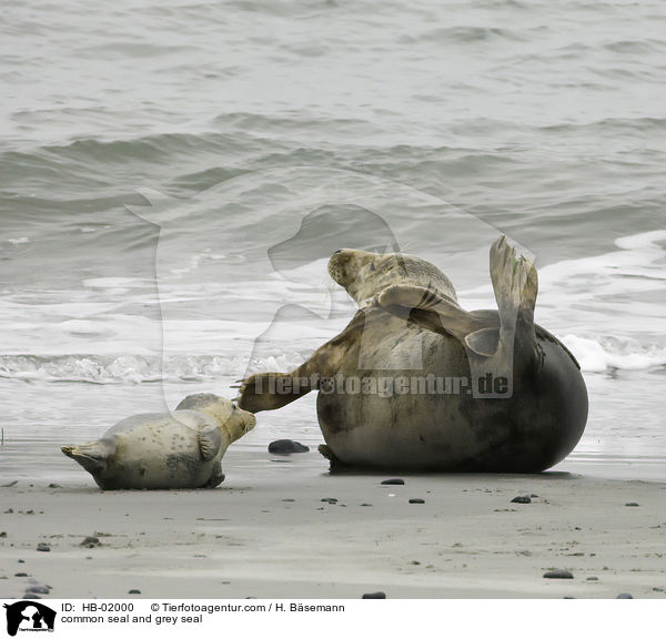 common seal and grey seal / HB-02000
