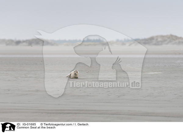Common Seal at the beach / IG-01685