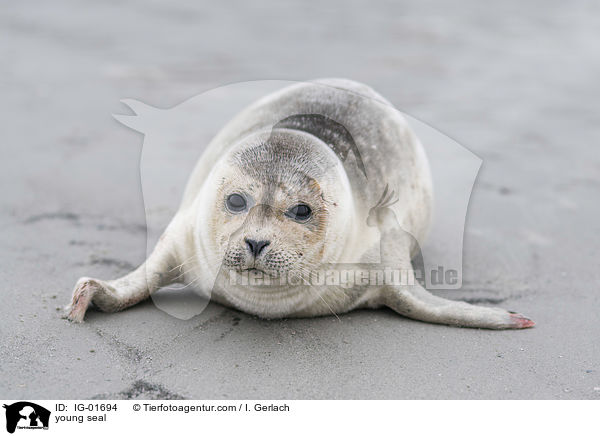 young seal / IG-01694