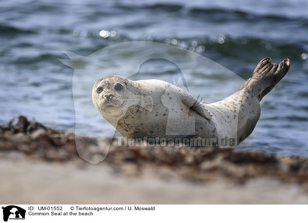 Common Seal at the beach / UM-01552