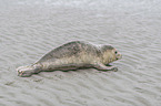 young seal