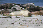 common seals