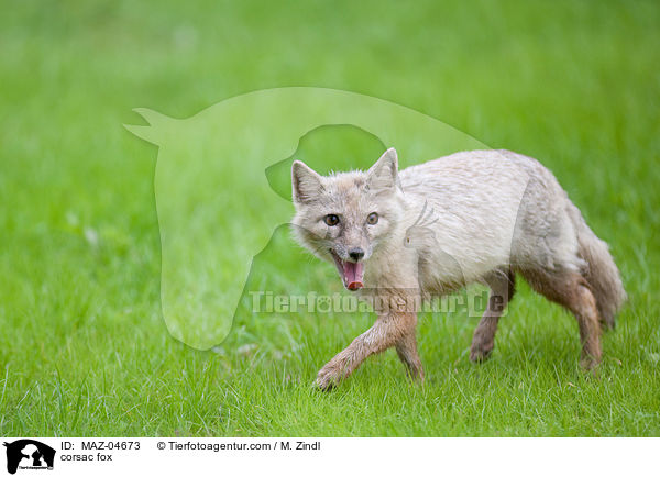 corsac fox / MAZ-04673