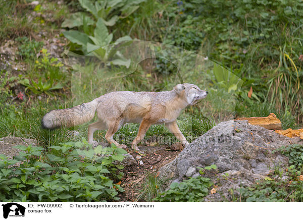 Steppenfuchs / corsac fox / PW-09992