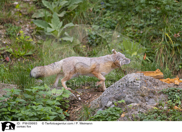 Steppenfuchs / corsac fox / PW-09993