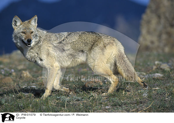Coyote / PW-01079