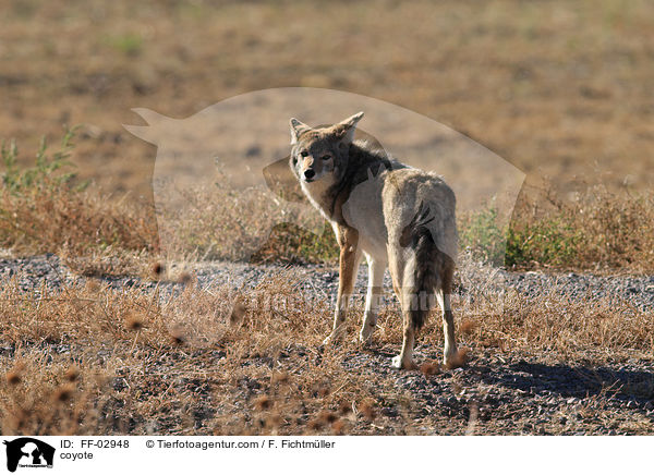 coyote / FF-02948