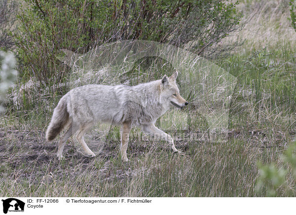 Coyote / FF-12066