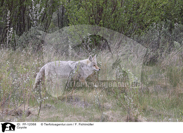 Kojote / Coyote / FF-12068