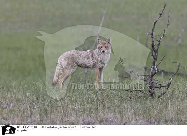 Kojote / coyote / FF-13318