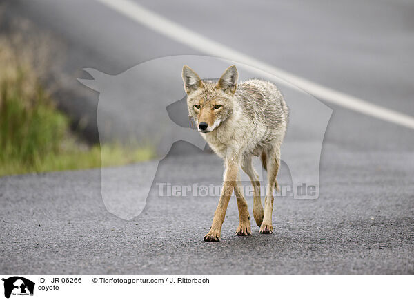 coyote / JR-06266