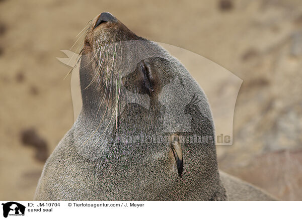 eared seal / JM-10704