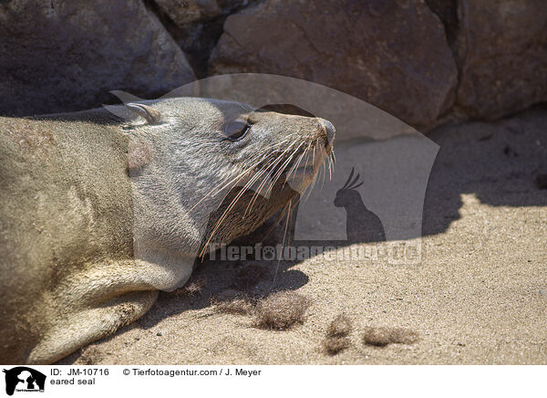 eared seal / JM-10716