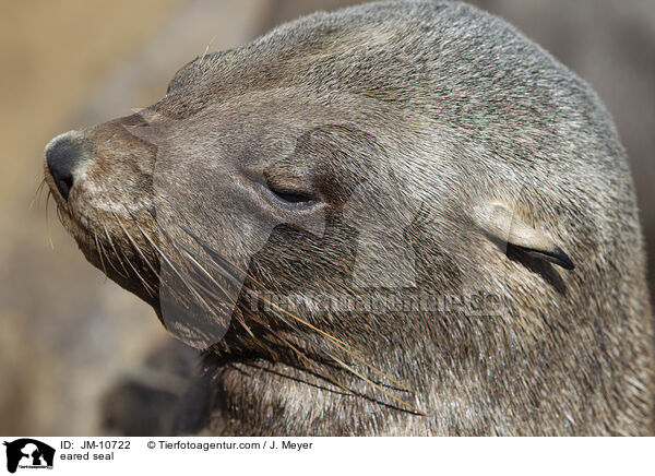 eared seal / JM-10722