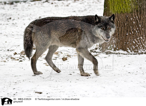 greywolf / MBS-03624