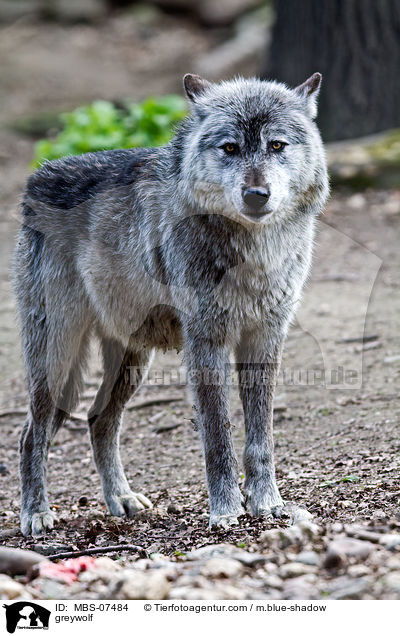 greywolf / MBS-07484