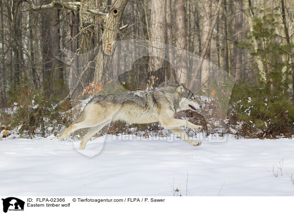 Eastern timber wolf / FLPA-02366