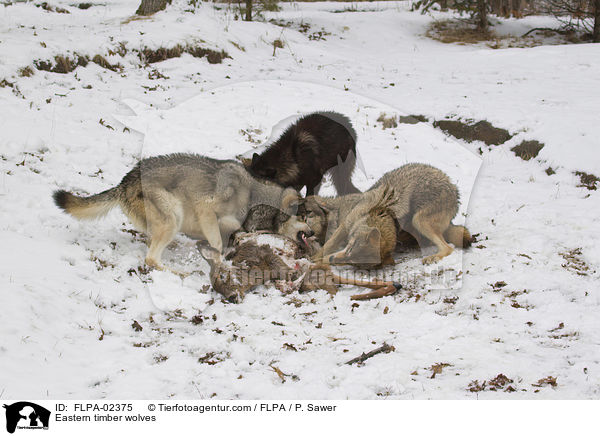 Eastern timber wolves / FLPA-02375