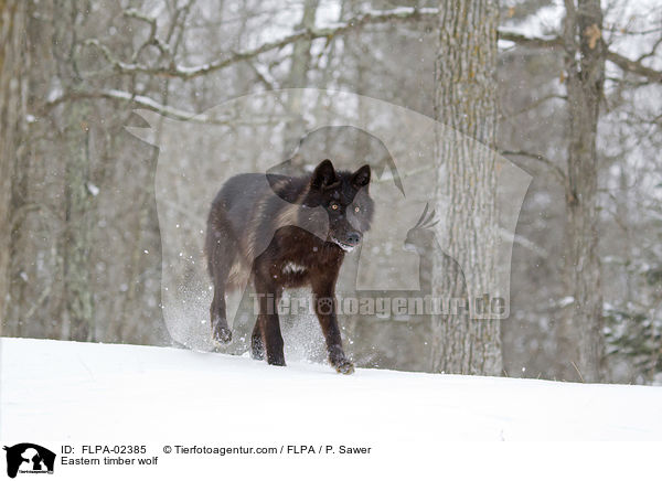 Eastern timber wolf / FLPA-02385