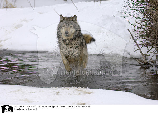 Eastern timber wolf / FLPA-02394