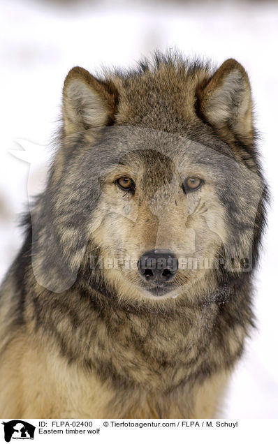 Timberwolf / Eastern timber wolf / FLPA-02400