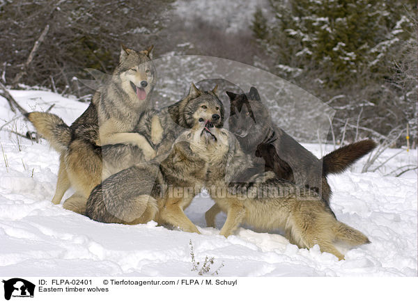 Eastern timber wolves / FLPA-02401