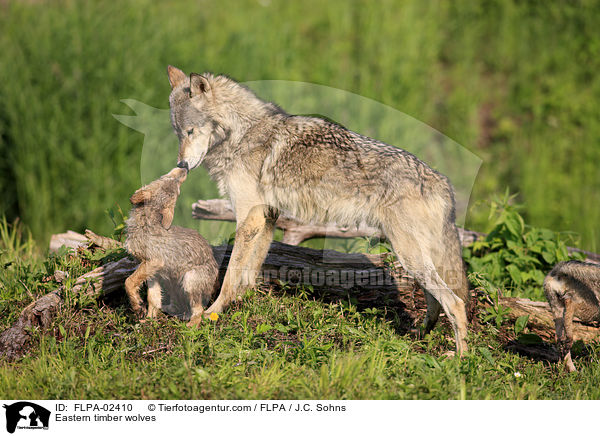 Eastern timber wolves / FLPA-02410