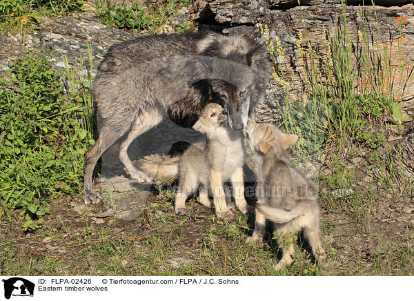 Eastern timber wolves / FLPA-02426