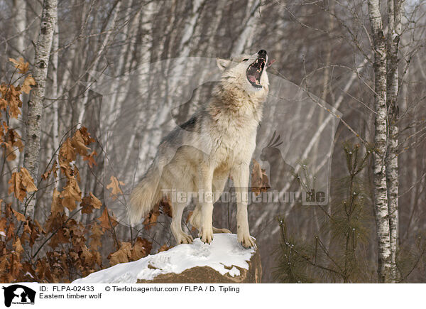 Timberwolf / Eastern timber wolf / FLPA-02433