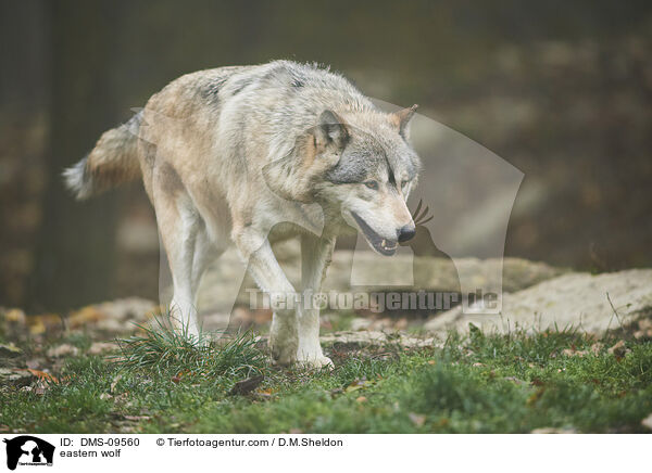 eastern wolf / DMS-09560