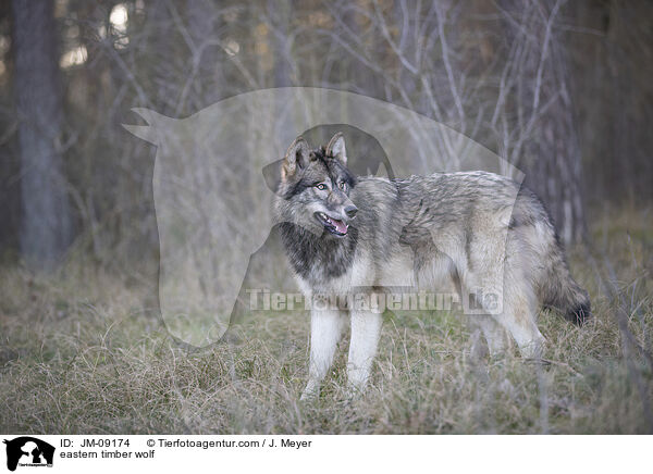 eastern timber wolf / JM-09174