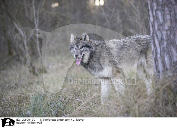 eastern timber wolf / JM-09190