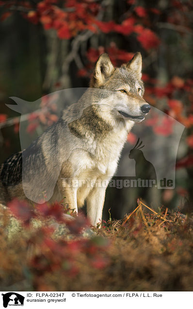 Eurasischer Grauwolf / eurasian greywolf / FLPA-02347