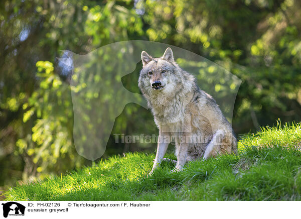 Eurasischer Grauwolf / eurasian greywolf / FH-02126