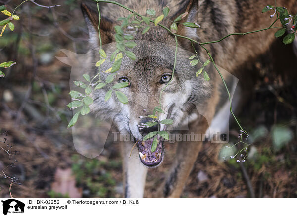 eurasian greywolf / BK-02252