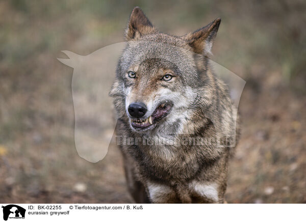 Eurasischer Grauwolf / eurasian greywolf / BK-02255