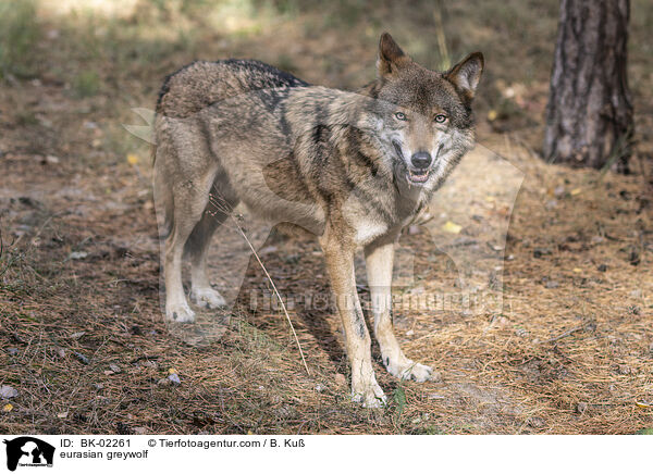 Eurasischer Grauwolf / eurasian greywolf / BK-02261