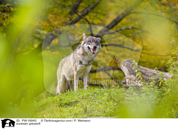 eurasian greywolf / PW-16840