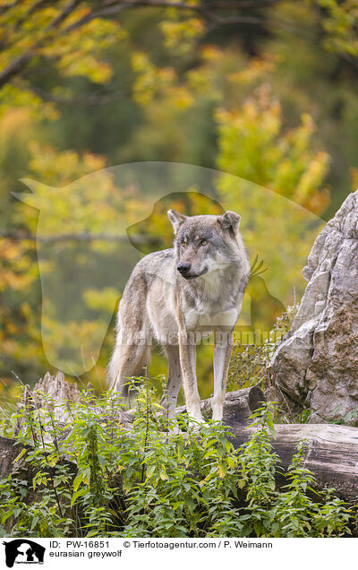 eurasian greywolf / PW-16851
