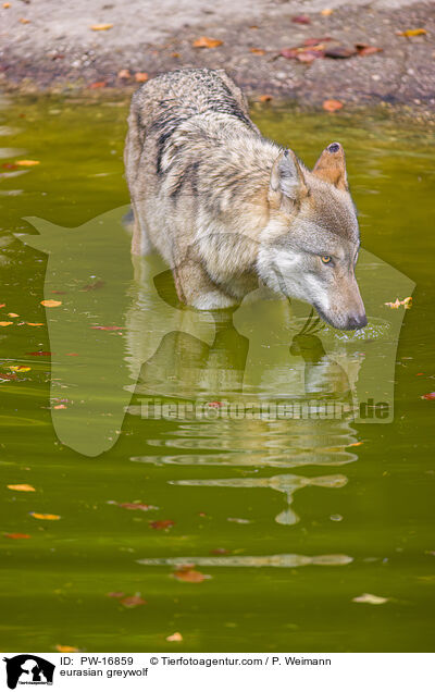 eurasian greywolf / PW-16859