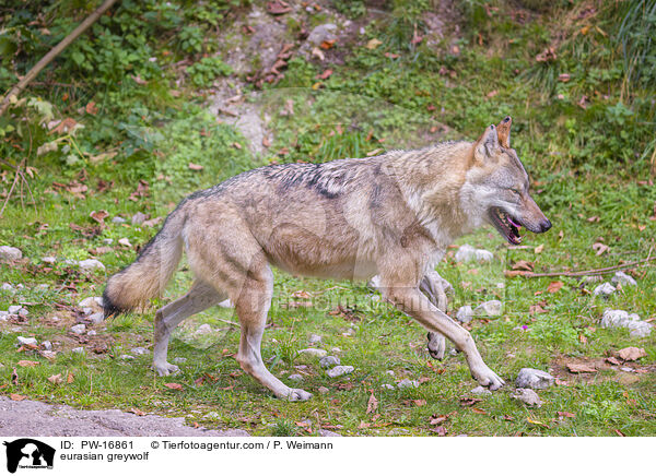 eurasian greywolf / PW-16861