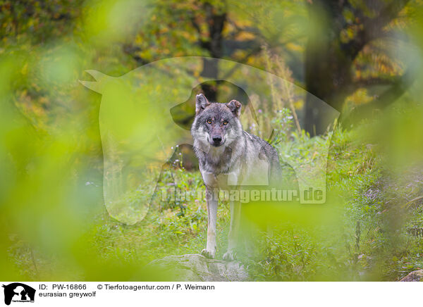 eurasian greywolf / PW-16866