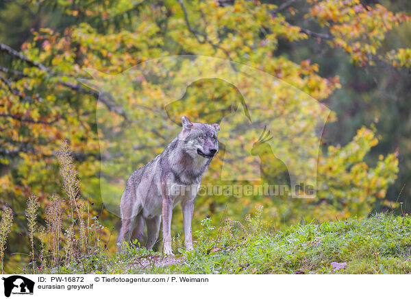 eurasian greywolf / PW-16872