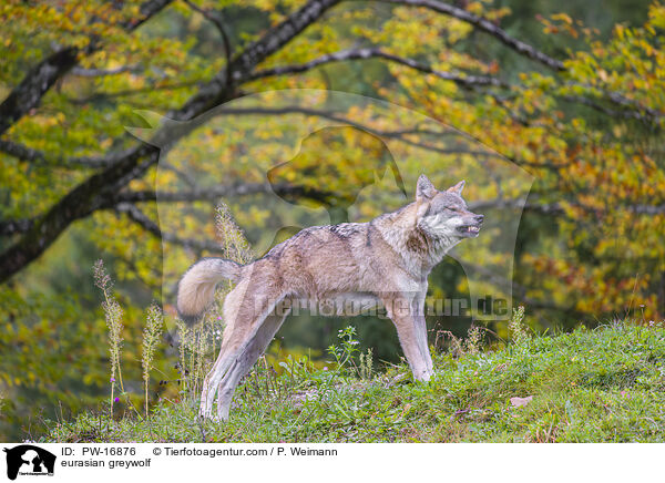 eurasian greywolf / PW-16876