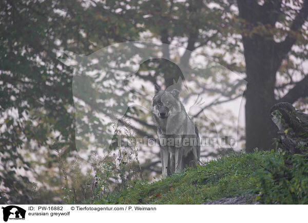 eurasian greywolf / PW-16882