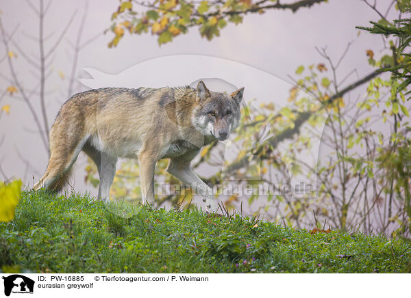 eurasian greywolf / PW-16885