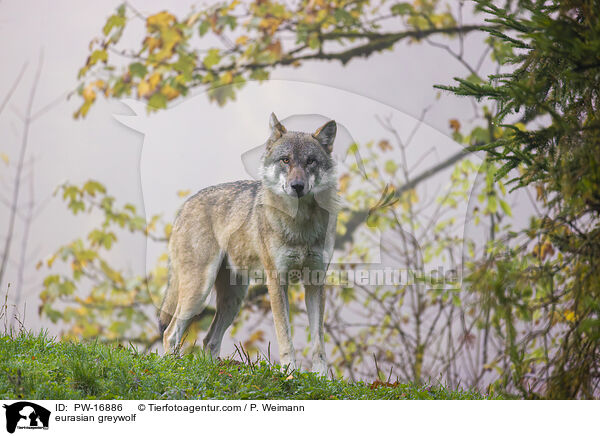 eurasian greywolf / PW-16886