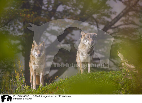eurasian greywolf / PW-16896